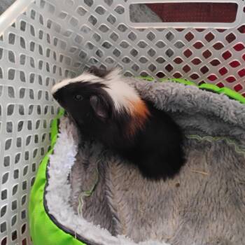 Rescue Short Haired Guinea Pigs for Adoption in Olmos Park, Texas - Storm | PetCurious